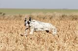 SETTER ANGLAIS 122